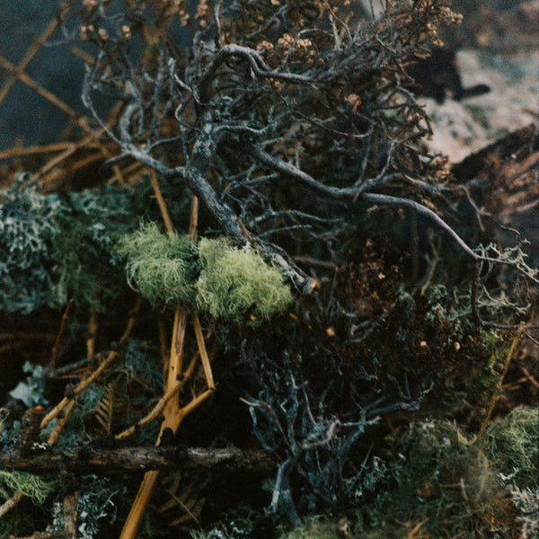 Rain Wood Eau de Parfum