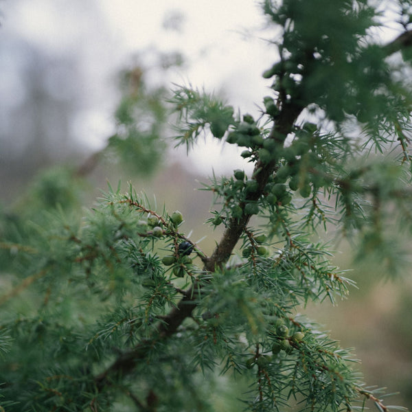 Rain Wood Eau de Parfum